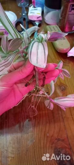 Традесканция белая