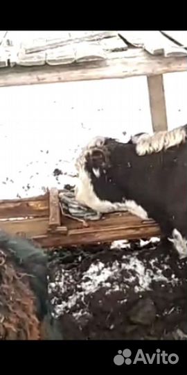 Природная Соль-Лизунец