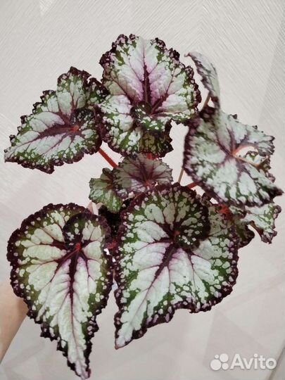 Бегонии сортовые