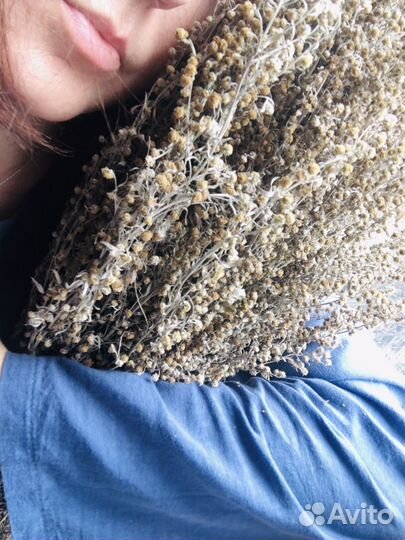 Полынь пучки