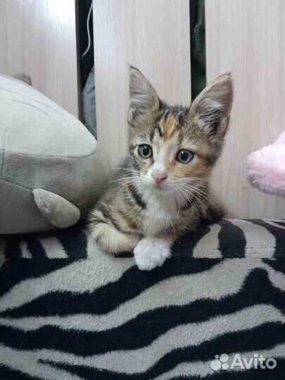 Котенок девочка) 2 мес