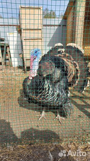 Индюк, индейка