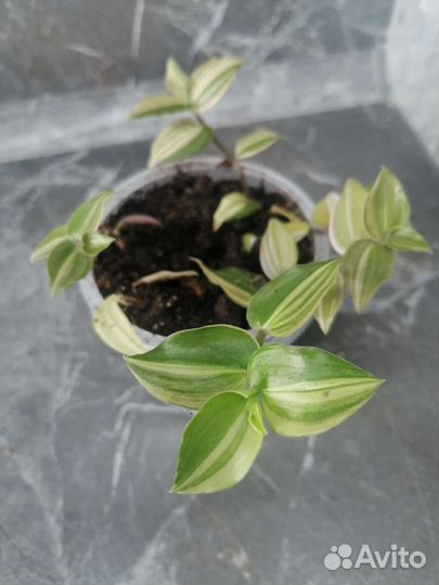 Традесканции разные