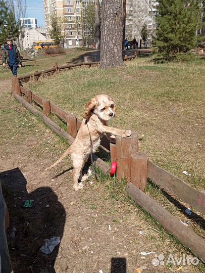 Маленькая собака