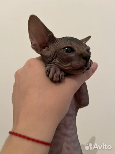 Канадский сфинкс