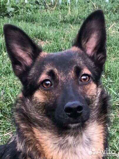 Маленькая собачка в добрые руки