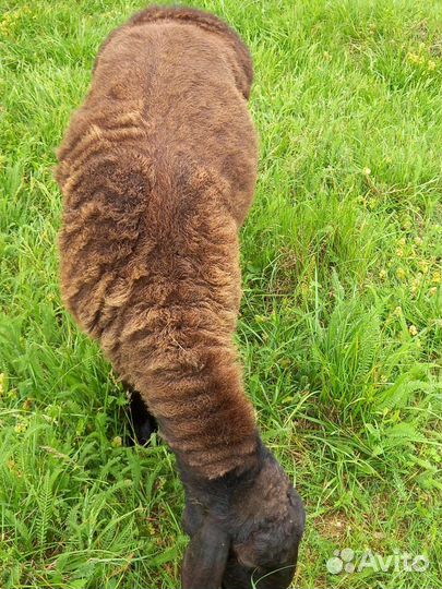 Продаю гиссара