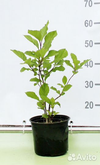 Сирень Венгерская/60-80 см ком