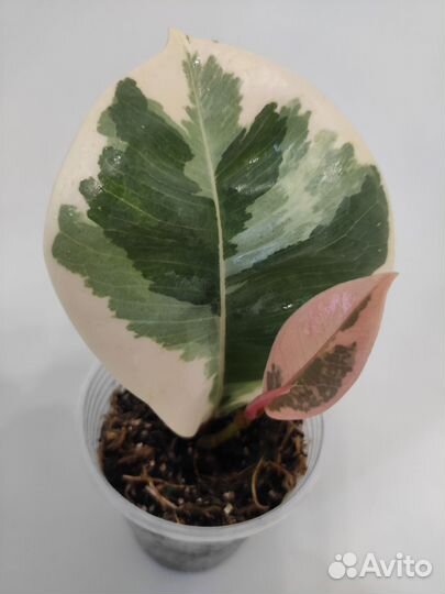 Фикус эластика Тинеке