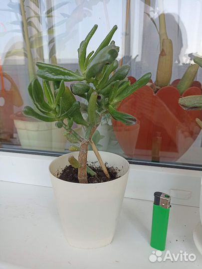 Красула толстянка хоббит Голлум