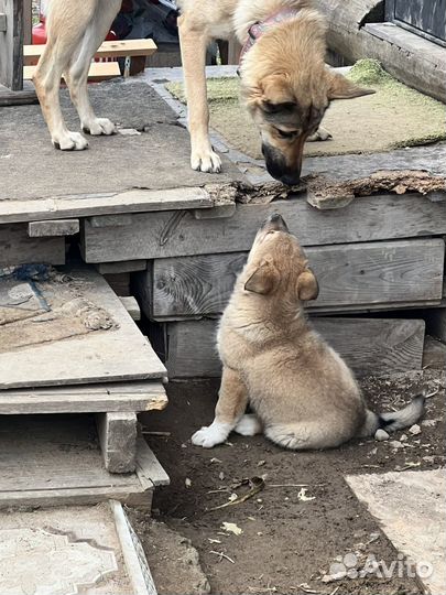 Щенок в добрые руки бесплатно