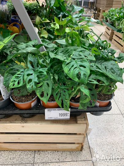 Монстера манки