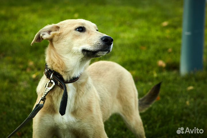 Стефания в дар