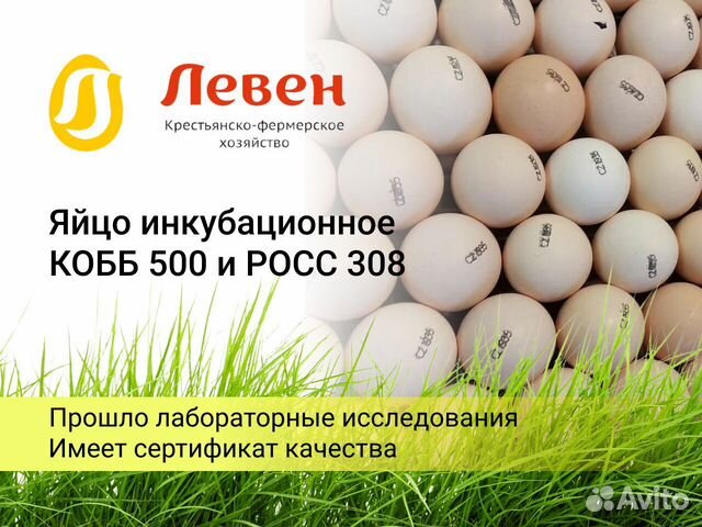 Инкубационное яйцо бройлера Кобб 500,росс 308