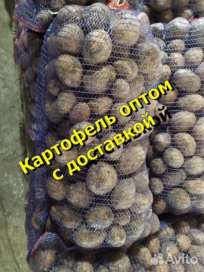 Картофель оптом