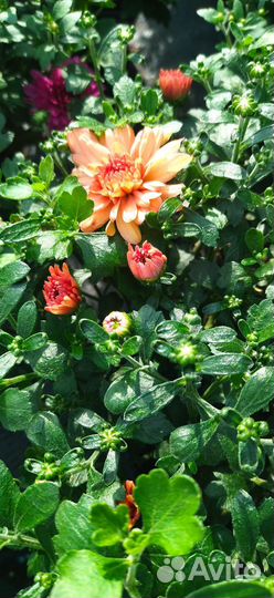 Хризантемы мультифлора