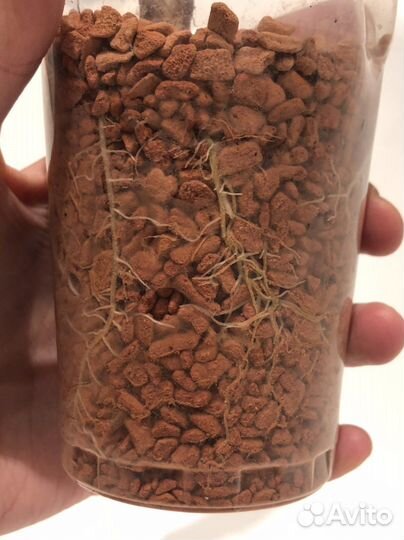 Алоказия кортхалси