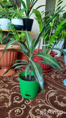 Драцена фрагранс