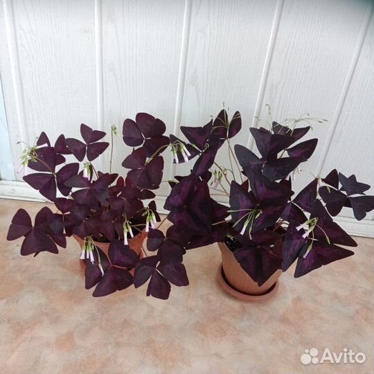 Кислица оксалис