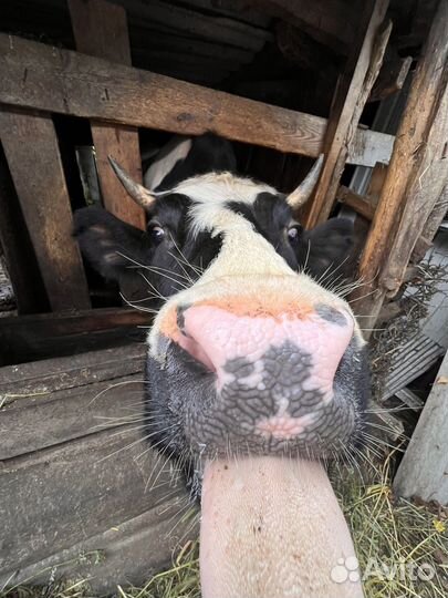 Корова телка