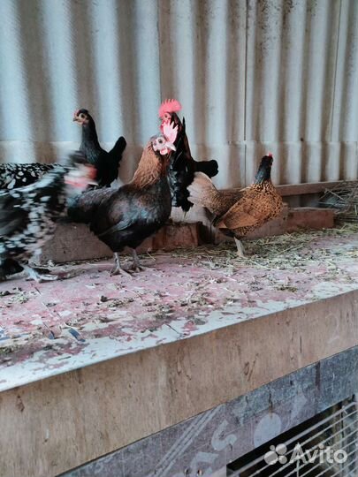 Карликовые курочки