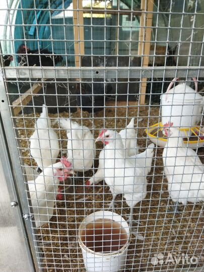 Мараны и бресс гальские петухи