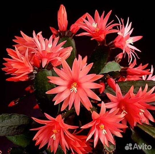 Рипсалидопсис