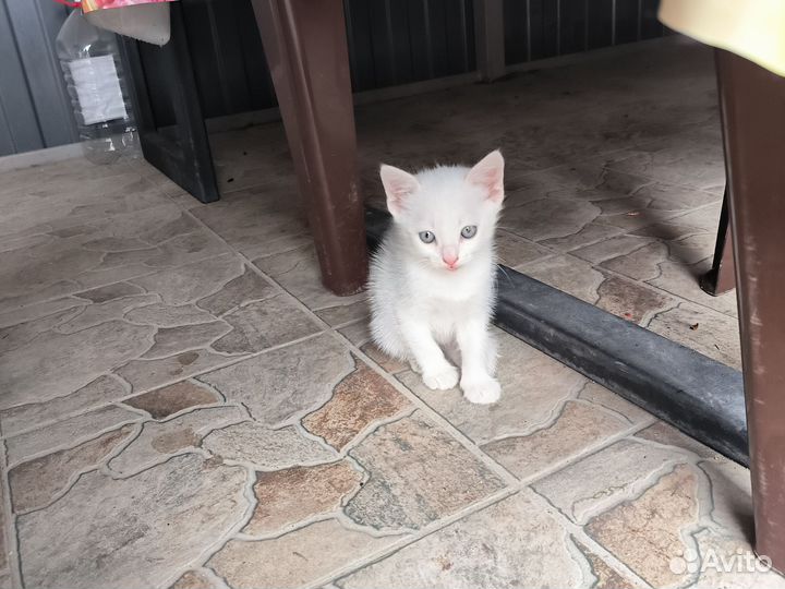 Дворянская