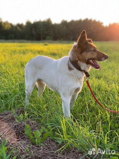 Отдам в добрые руки