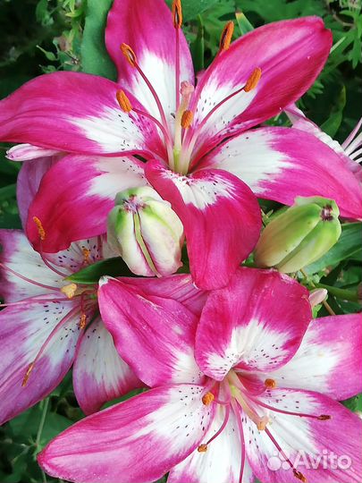 Лилии луковицы