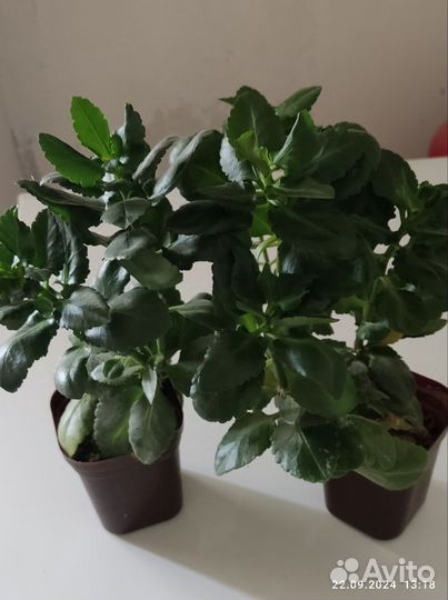 Комнатные растения: фиалка, каланхоэ желтый