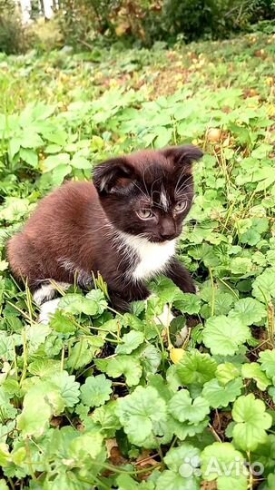 Отдам котят в добрые руки