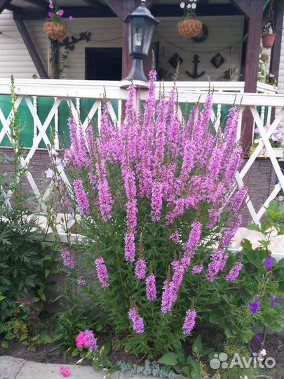 Многолетники, декоративные кустарники, травы