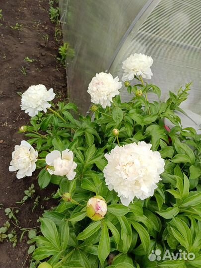 Белые пионы