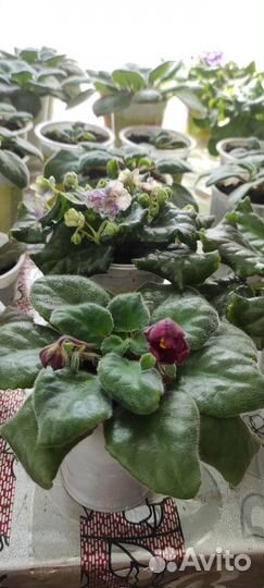 Фиалки, золотой ус, алоэ, комнатные растения