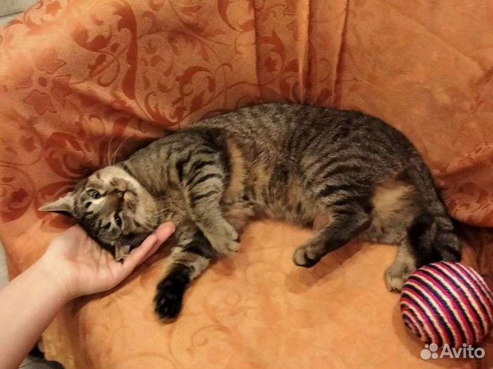 Котенок Аватар в добрые руки