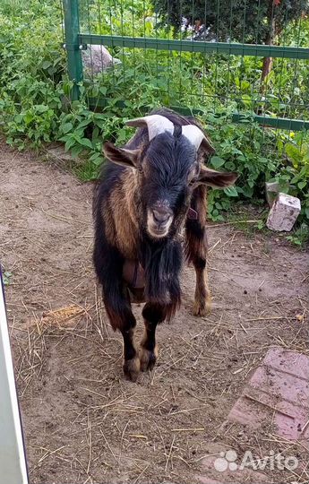 Камерунские козы