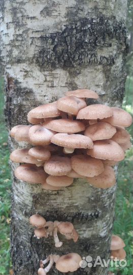 Грибы лисички
