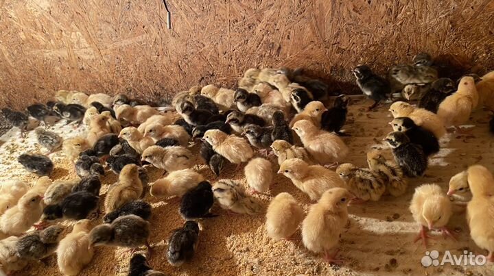 Перепела :техас,фараон,феникс