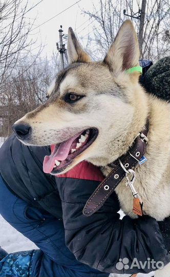 Собака кобель