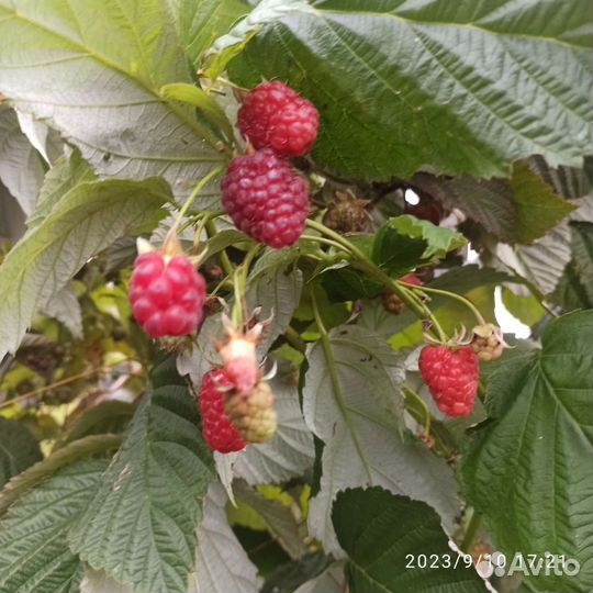 Ремонтантная малина