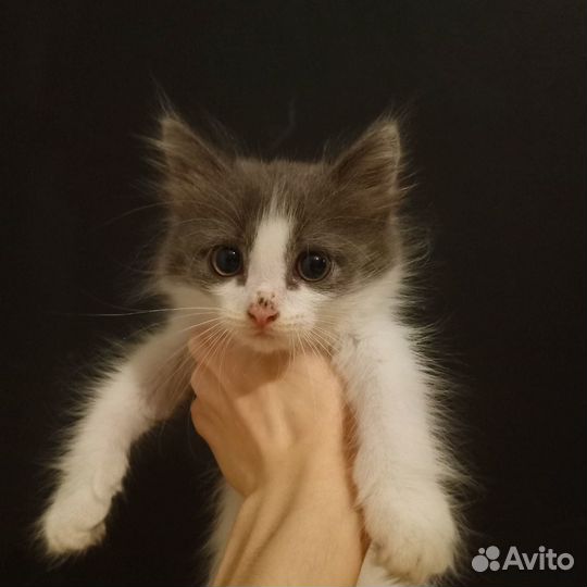 Котенок девочка бесплатно
