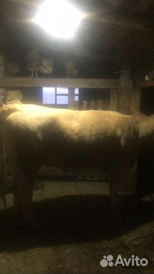 Телка 1.7года