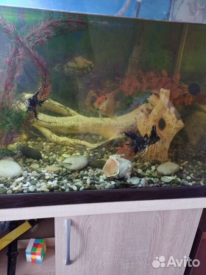 Аквариум