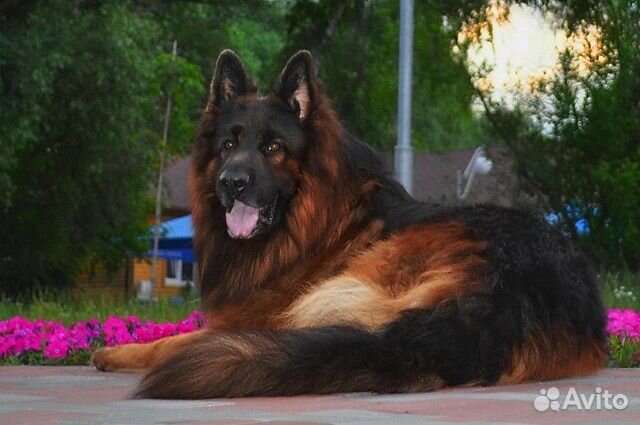 Щенки красивых крупных немецких овчарок