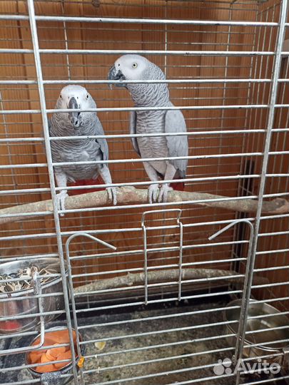 Клетка для крупного попугая