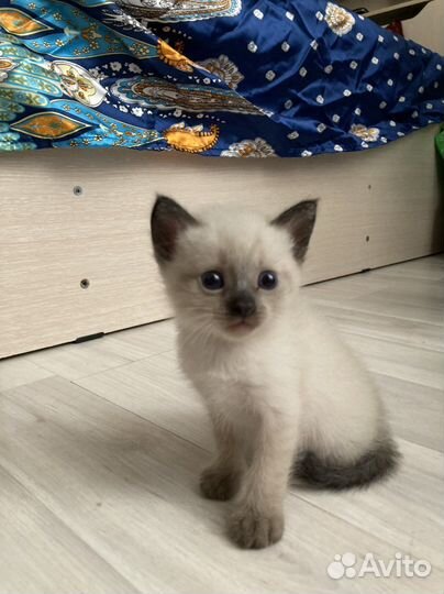 Тайские котята