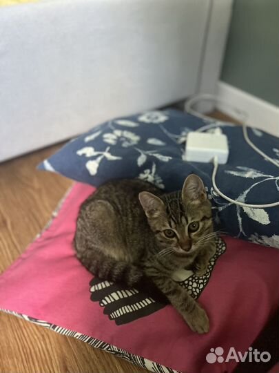 Котик в дар