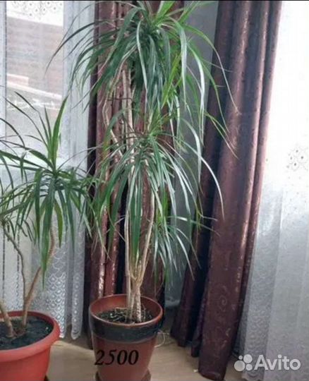 Пальма драцена