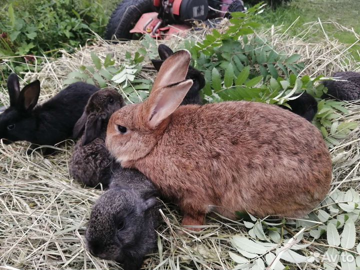Мама с крольчатами